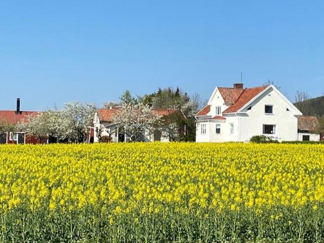 Appartamento Boende I Uppgraenna Med Panoramautsikt Esterno foto